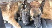 War Dog Guardians