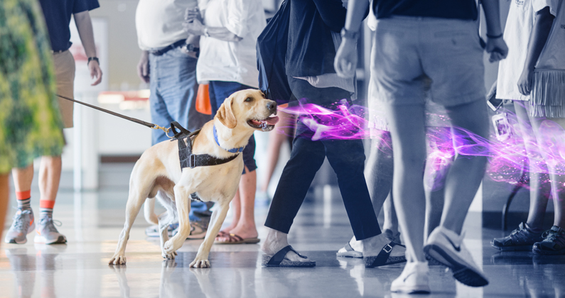 Vapor Wake K-9 Detection